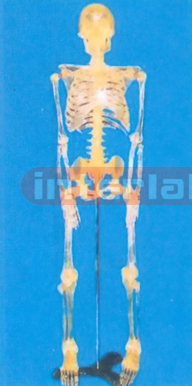 85 CM TALL, ADULT FLUORESCENT SKELETON WITH IRON STAND.